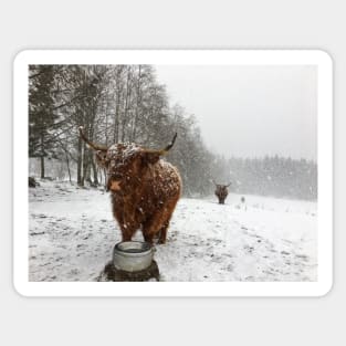 Scottish Highland Cattle Cow 2345 Sticker